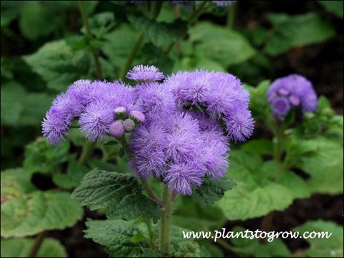 Ageratum Blue Horizon
